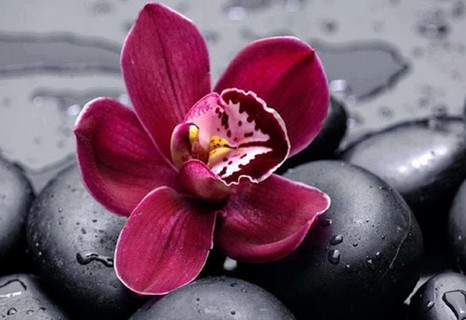 Ноты орхидеи в парфюмерии