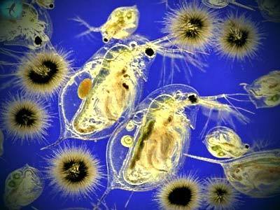 Термальный планктон и его применение в косметике